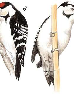 小斑啄木鸟 / Lesser Spotted Woodpecker / Dryobates minor