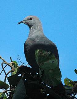 皮氏皇鸠 / Barking Imperial Pigeon / Ducula latrans