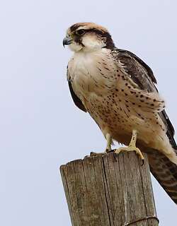 地中海隼 / Lanner Falcon / Falco biarmicus