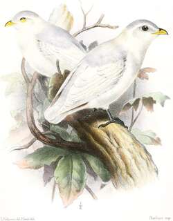 黄嘴白伞鸟 / Yellow-billed Cotinga / Carpodectes antoniae