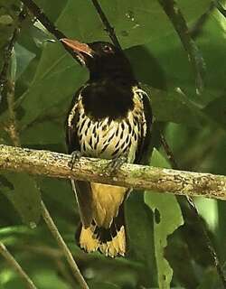 黑喉黄鹂 / Dark-throated Oriole / Oriolus xanthonotus