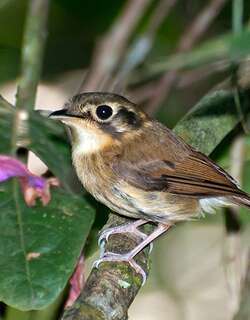 白喉铲嘴雀 / White-throated Spadebill / Platyrinchus mystaceus