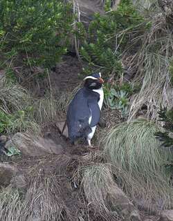 黄眉企鹅 / Fiordland Penguin / Eudyptes pachyrhynchus