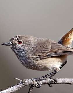 宽尾刺嘴莺 / Inland Thornbill / Acanthiza apicalis