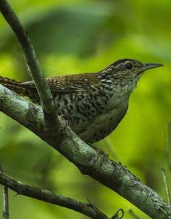 斑苇鹪鹩 / Banded Wren / Thryophilus pleurostictus