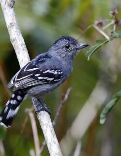索瑞蚁鵙 / Sooretama Slaty Antshrike / Thamnophilus ambiguus