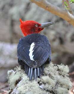 阿根廷啄木鸟 / Magellanic Woodpecker / Campephilus magellanicus