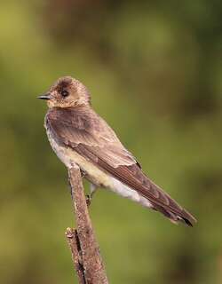 红翎毛翅燕 / Southern Rough-winged Swallow / Stelgidopteryx ruficollis