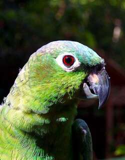北斑点鹦哥 / Northern Mealy Amazon / Amazona guatemalae
