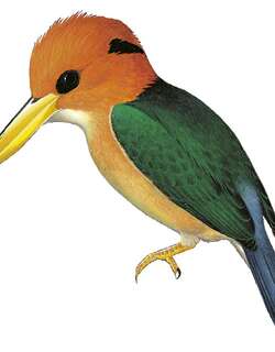 山黄嘴翡翠 / Mountain Kingfisher / Syma megarhyncha