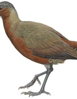 石林秧鸡 / Tsingy Wood Rail / Mentocrex beankaensis