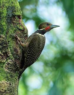 黄颈斑啄木鸟 / Buff-necked Woodpecker / Meiglyptes tukki