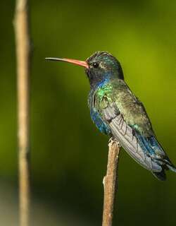 双日阔嘴蜂鸟 / Doubleday’s Hummingbird / Cynanthus doubledayi