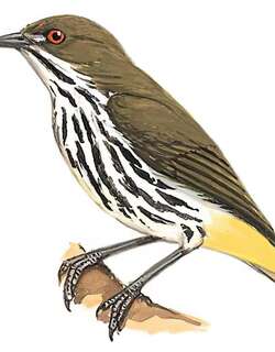 黄臀啄花鸟 / Yellow-vented Flowerpecker / Dicaeum chrysorrheum