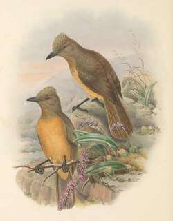 四王岛林鵙鹟 / Raja Ampat Pitohui / Pitohui cerviniventris