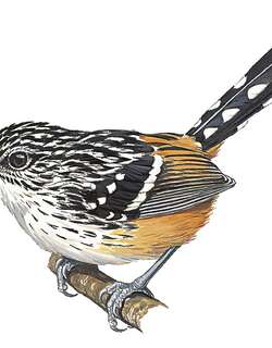 条纹蚁鸟 / Striated Antbird / Drymophila devillei