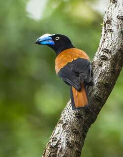 盔鵙 / Helmet Vanga / Euryceros prevostii