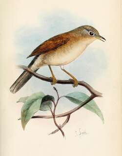 沙林莺 / Tristram’s Warbler / Curruca deserticola