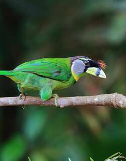 火簇拟䴕 / Fire-tufted Barbet / Psilopogon pyrolophus