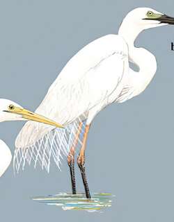 大白鹭 / Great Egret / Ardea alba
