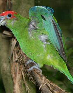 红顶鹦哥 / Pileated Parrot / Pionopsitta pileata