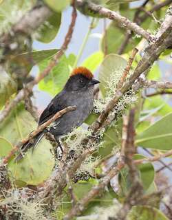 库斯科薮雀 / Cuzco Brushfinch / Atlapetes canigenis