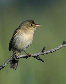 湿地苇莺 / Marsh Warbler / Acrocephalus palustris