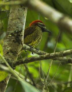 黄臀啄木鸟 / Yellow-vented Woodpecker / Veniliornis dignus