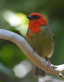 毛里求斯织雀 / Mauritius Fody / Foudia rubra