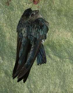 白腹金丝燕 / Glossy Swiftlet / Collocalia esculenta