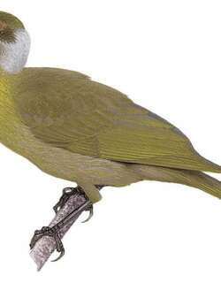 灰颈吮蜜鸟 / Seram Friarbird / Philemon subcorniculatus