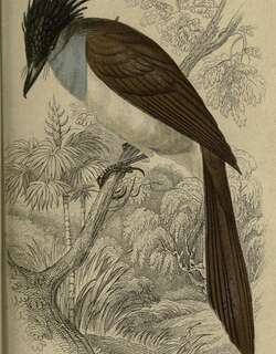 白腹凤头鹟 / White-bellied Crested Flycatcher / Elminia albiventris