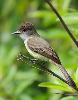 短冠蝇霸鹟 / Short-crested Flycatcher / Myiarchus ferox
