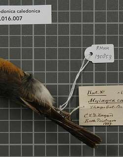 美岛阔嘴鹟 / Melanesian Flycatcher / Myiagra caledonica