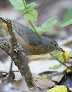 纹胸鵙鹟 / Bower’s Shrikethrush / Colluricincla boweri