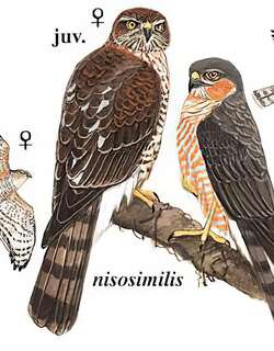 雀鹰 / Eurasian Sparrowhawk / Accipiter nisus