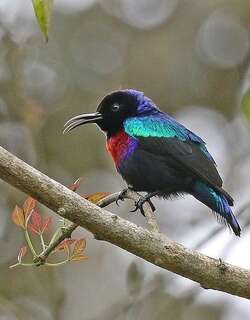 华丽花蜜鸟 / Splendid Sunbird / Cinnyris coccinigastrus