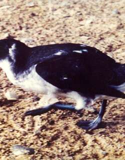 秘鲁鹈燕 / Peruvian Diving Petrel / Pelecanoides garnotii
