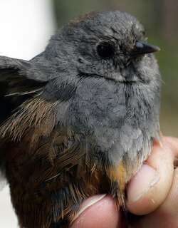 佩里窜鸟 / Perija Tapaculo / Scytalopus perijanus