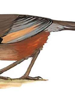 灰腹噪鹛 / Brown-cheeked Laughingthrush / Trochalopteron henrici