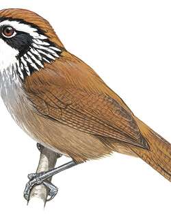 奥氏穗鹛 / Snowy-throated Babbler / Stachyris oglei