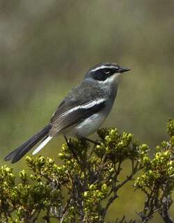 仙莺 / Fairy Flycatcher / Stenostira scita