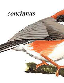 红头长尾山雀 / Black-throated Bushtit / Aegithalos concinnus