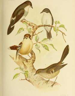白腹歌䳭 / White-bellied Robin-Chat / Cossyphicula roberti