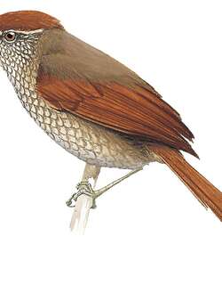 鳞斑针尾雀 / Scaled Spinetail / Cranioleuca muelleri