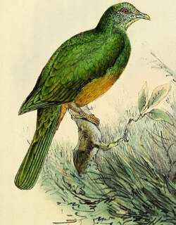 红胸果鸠 / Scarlet-breasted Fruit Dove / Ptilinopus bernsteinii