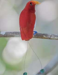 王极乐鸟 / King Bird-of-paradise / Cicinnurus regius