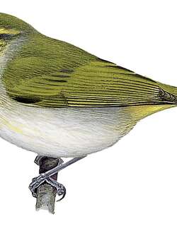 乌干达柳莺 / Uganda Woodland Warbler / Phylloscopus budongoensis