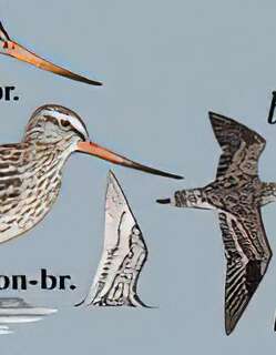 斑尾塍鹬 / Bar-tailed Godwit / Limosa lapponica