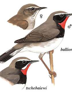黑胸歌鸲 / Himalayan Rubythroat / Calliope pectoralis